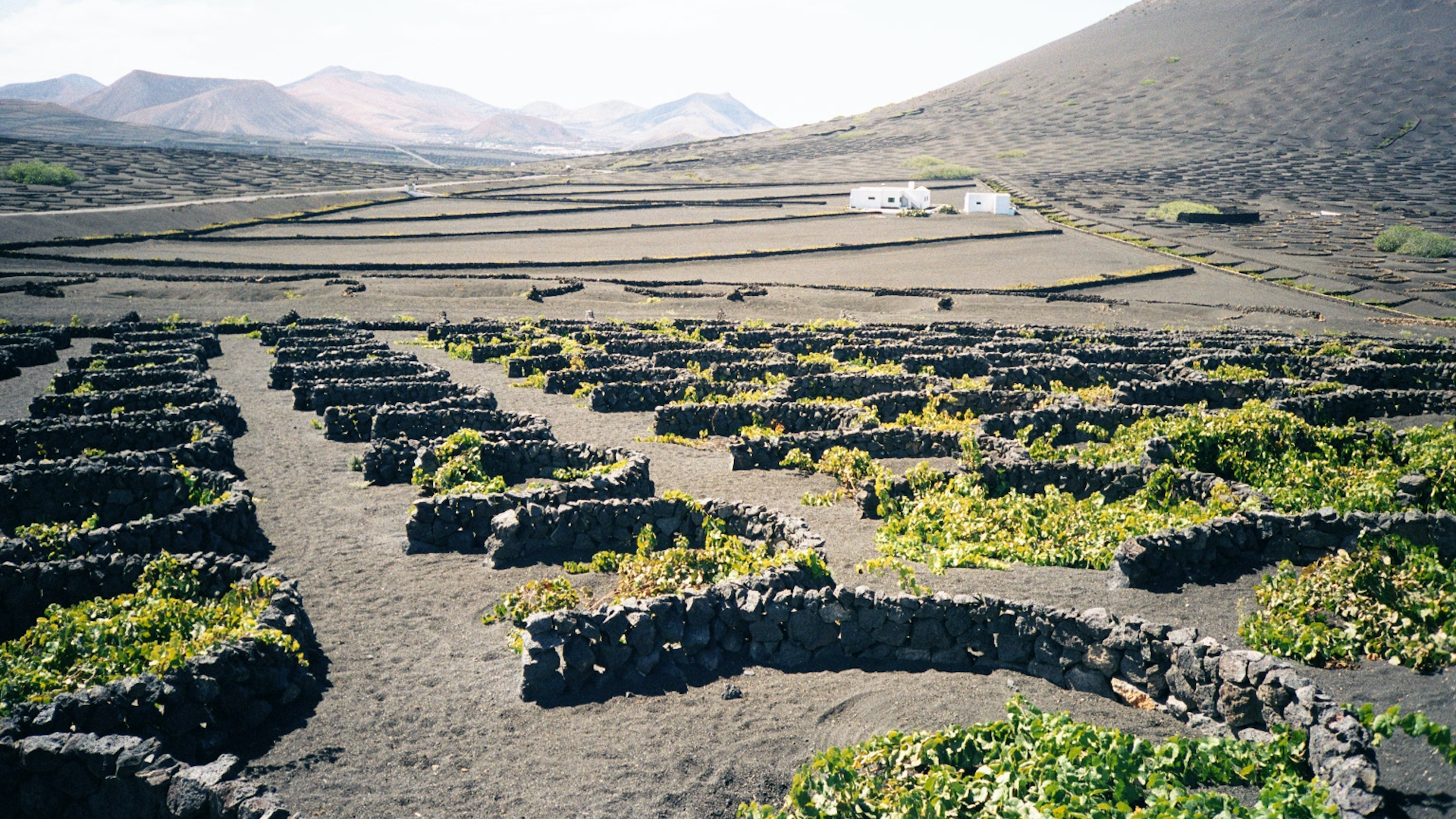 Cómo los volcanes dieron forma al vino de Canarias
