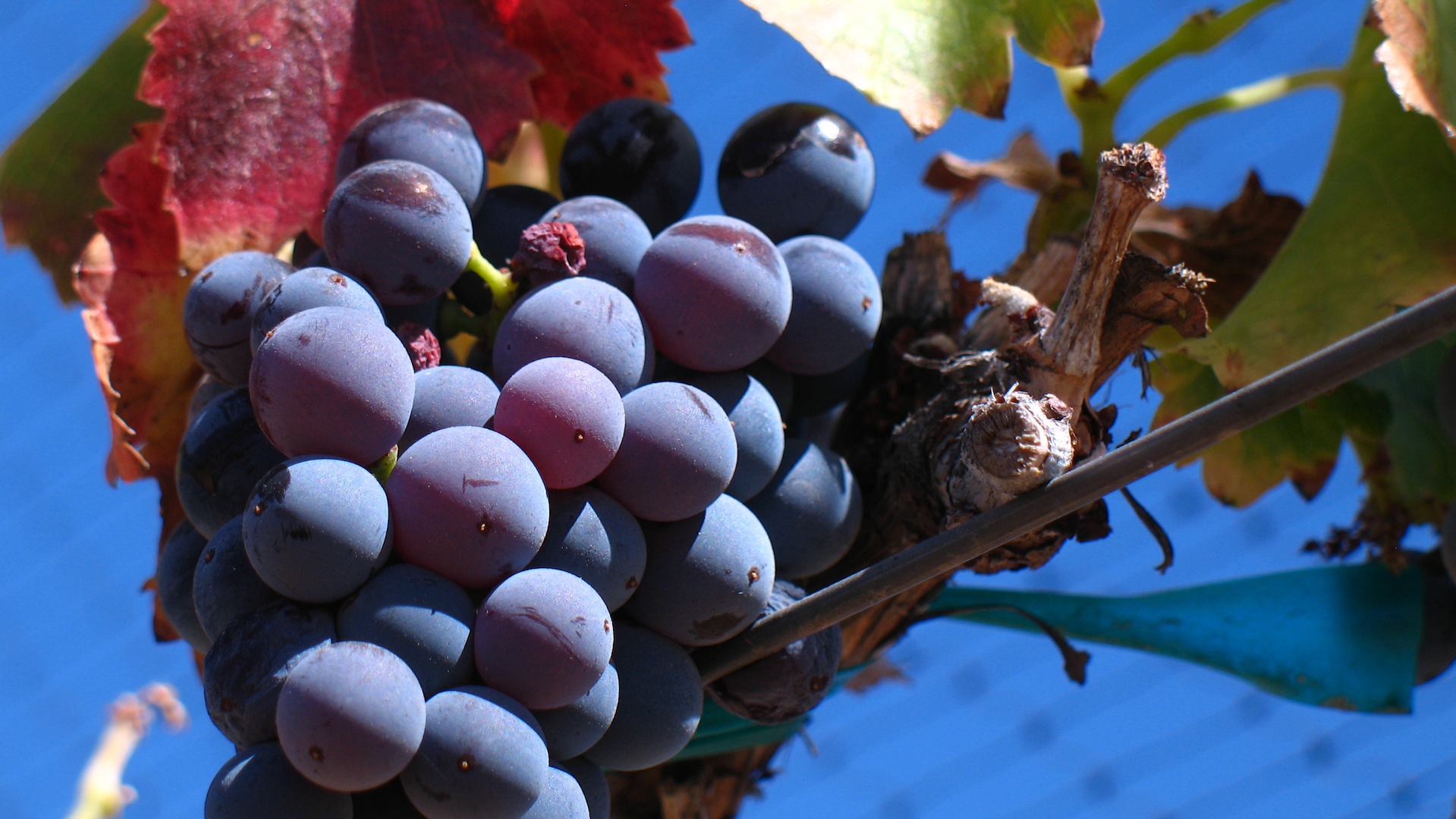 Garnacha: la uva que unió los territorios de la Corona de Aragón